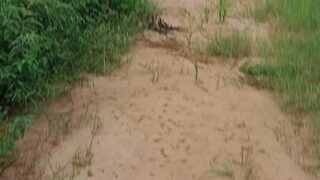 fucks in the forest video